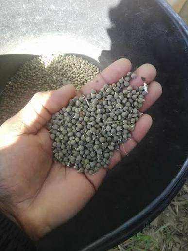 زريعة الملوخية (بذور الملوخية)