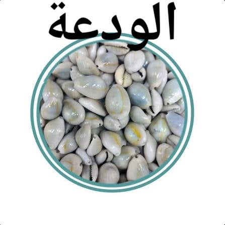الودعة