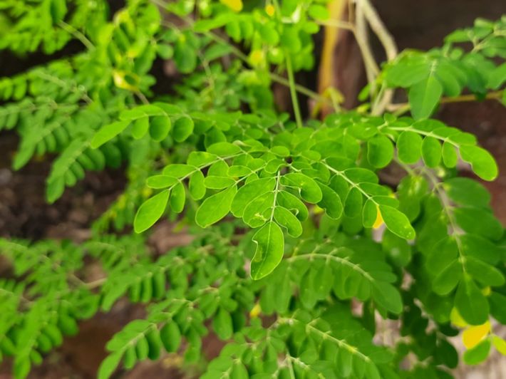 المورينجا       Moringa