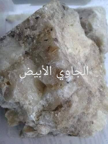 الجاوي الأبيض