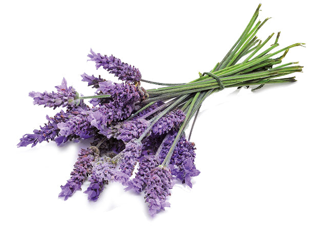 الخزامة  Lavender