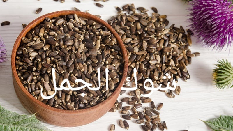 شوك الجمل