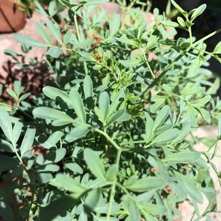 السذاب (الفيجل)