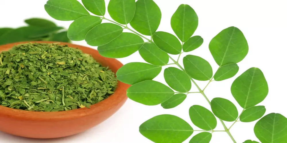 المورينجا       Moringa