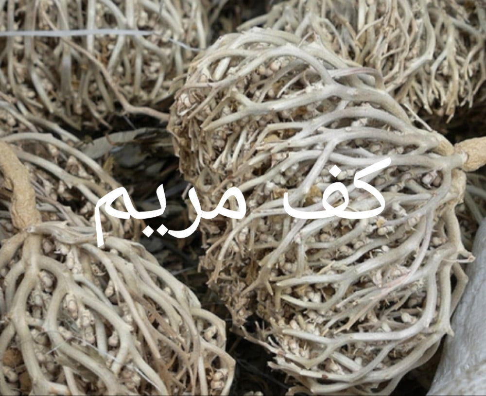 كف مريم