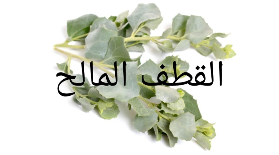 القطف المالح