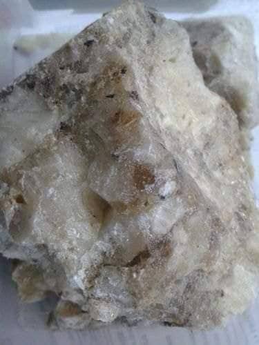 الجاوي الأبيض