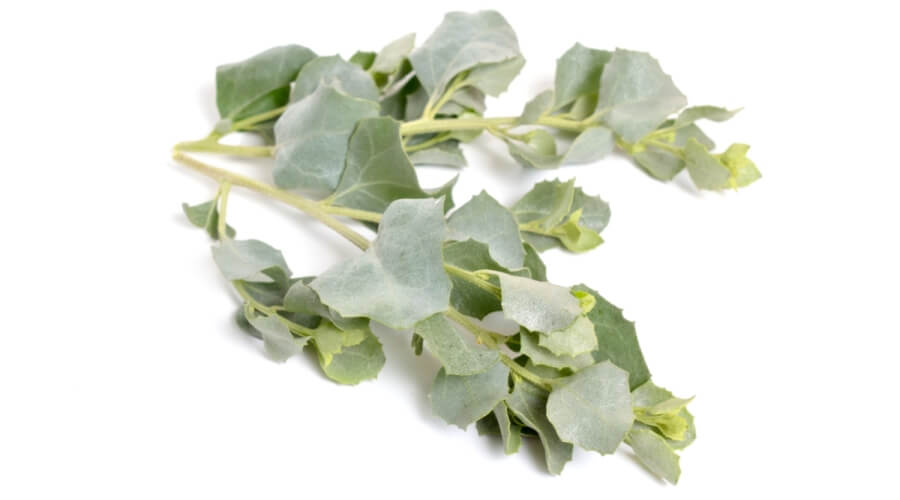 القطف المالح